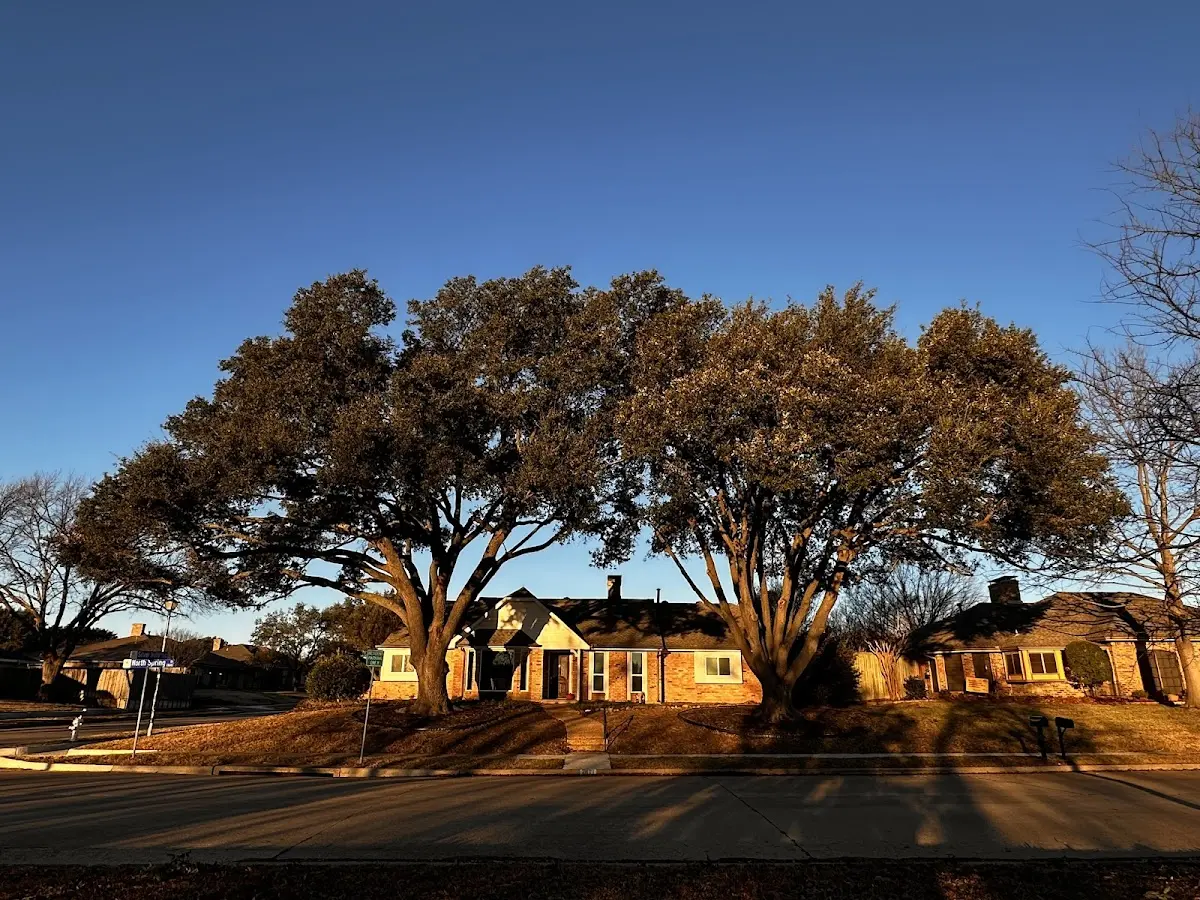 Established residential canopy tree shading a home in Napier